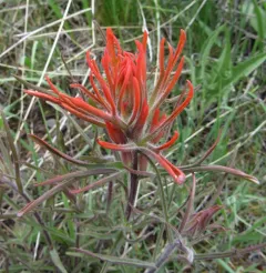 Coville's paintbrush thumbnail 1
