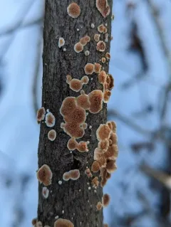 Steccherinum bourdotii thumbnail 2