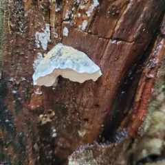 Blue Cheese Polypore thumbnail 4