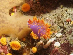Spanish Shawl thumbnail 2