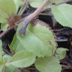 Phytomyza crassiseta thumbnail 2