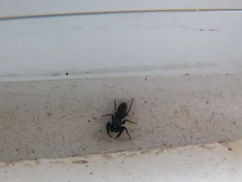 Ribbon Jumping Spider