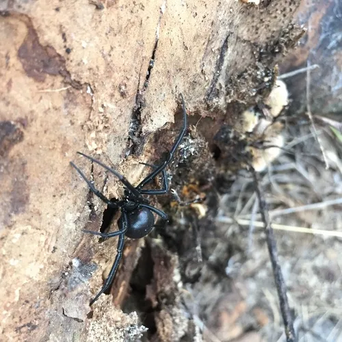 Western Black Widow