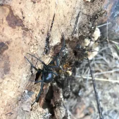 Western Black Widow thumbnail 1