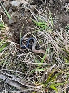 Coal Skink thumbnail 1