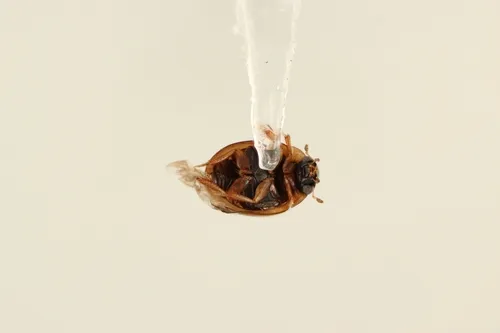 Chaetarthria pallida