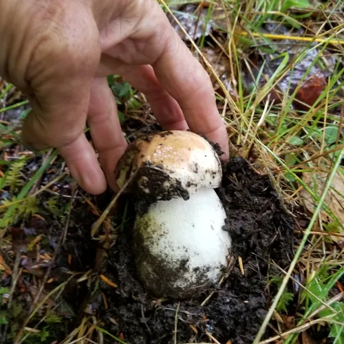 King Bolete