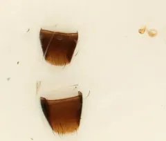 Mocyta sphagnorum thumbnail 2