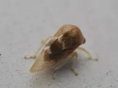 Cyrtolobus maculifrontis thumbnail 2
