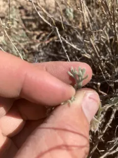 Owyhee Sagebrush thumbnail 4