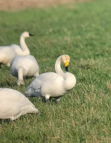 Whooper Swan