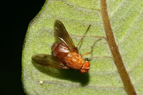 Phasiops flavus