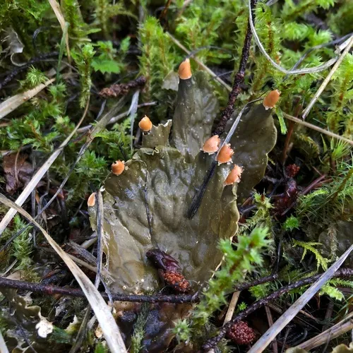 membranous pelt lichen