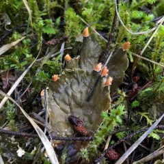 membranous pelt lichen thumbnail 1