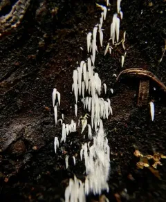 Mucronella bresadolae thumbnail 4