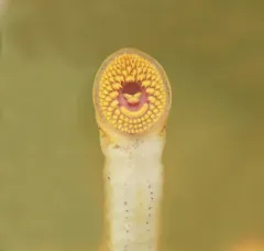 Mountain Brook Lamprey thumbnail 2