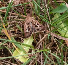 Antler Moth thumbnail 4