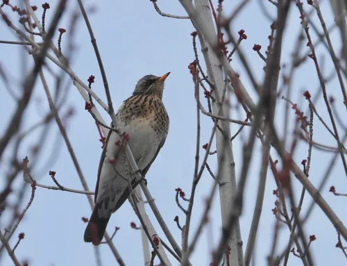 Fieldfare