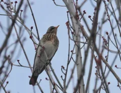 Fieldfare thumbnail 1