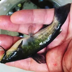 Brown Bullhead thumbnail 1