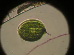 Phacus orbicularis thumbnail 2