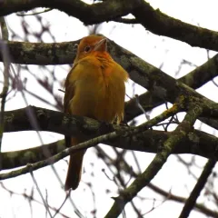 Summer Tanager thumbnail 3