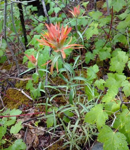 cock's-comb paintbrush