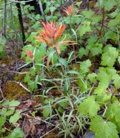 cock's-comb paintbrush thumbnail 1