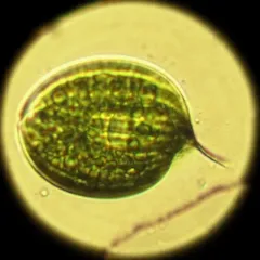 Phacus orbicularis thumbnail 3