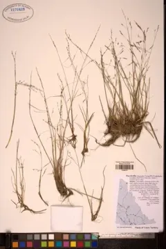Arctic Tussock Alkali Grass thumbnail 2