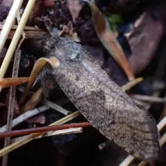 Dark Acrolophus thumbnail 1