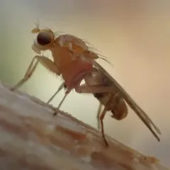 Suillia laevis thumbnail 4