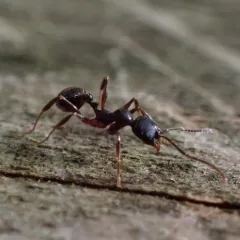 Pitch-black Collared Ant thumbnail 1