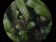 Dactylospora scapanaria thumbnail 1
