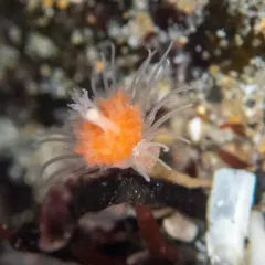 Pink-mouth Hydroid thumbnail 4