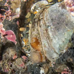Hearty Petricola thumbnail 2