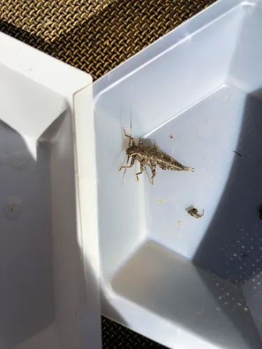 Spiny Salmonfly
