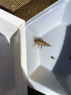Spiny Salmonfly thumbnail 1