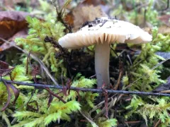 Inocybe albodiscoides thumbnail 2