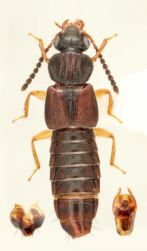 Oxytelus sculptus