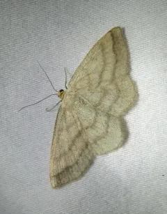 Scopula siccata thumbnail 4