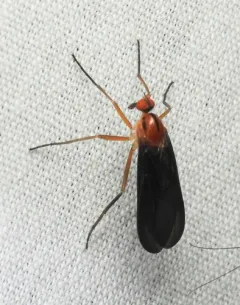 Rhamphomyia glabra thumbnail 2