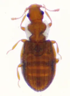Plaster Beetle thumbnail 3