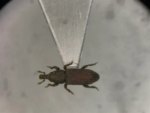 Straying Little Weevil