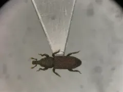 Straying Little Weevil thumbnail 1