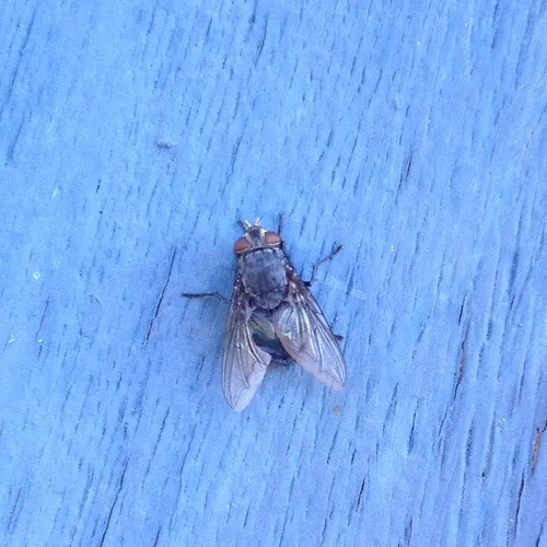 Blue Blowfly