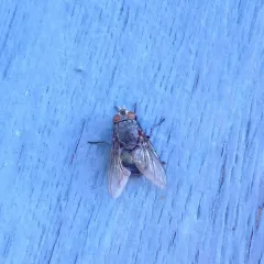 Blue Blowfly thumbnail 1