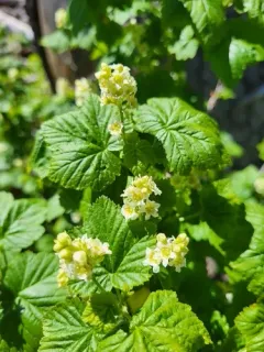 Wolf's Currant thumbnail 2