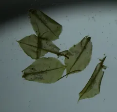 magnificent leafy moss thumbnail 3