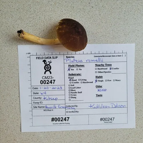 Pluteus fulvibadius